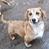 ミックス(コーギー×バセコギ)