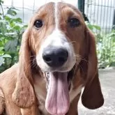 ミックス(バセットハウンド×バセコギ)【神奈川県・男の子・2025年1月17日・レッド&ホワイト】の写真1