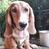 ミックス(バセットハウンド×バセコギ)【神奈川県・男の子・2025年1月17日・レッド&ホワイト】の写真4