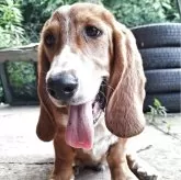 ミックス(バセットハウンド×バセコギ)【神奈川県・男の子・2025年1月17日・レッド&ホワイト】の写真5