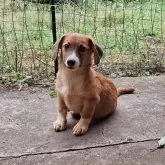 ミックス(コーギー×バセコギ)【神奈川県・男の子・2025年5月20日・レッド&ホワイト】の写真7