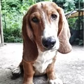 ミックス(バセットハウンド×バセコギ)【神奈川県・男の子・2025年1月17日・レッド&ホワイト】の写真7