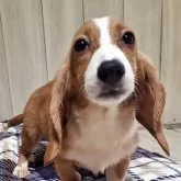 ミックス(コーギー×バセコギ)【神奈川県・女の子・2025年5月8日・レッド&ホワイト】の写真8