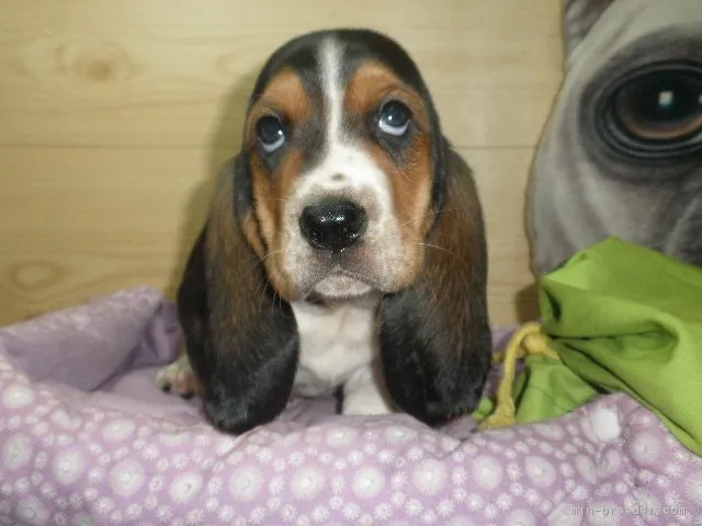 ID:1901-03076の子犬