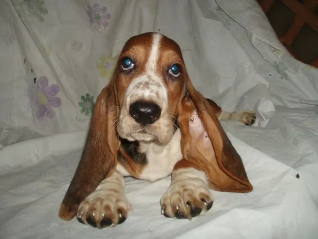 ID:1206-00668の子犬