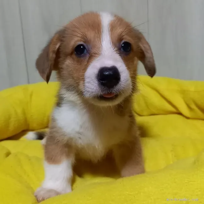 ID:2007-01399の子犬
