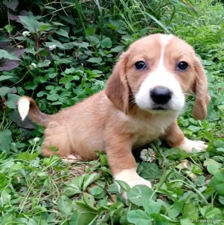 ID:2305-04419の子犬