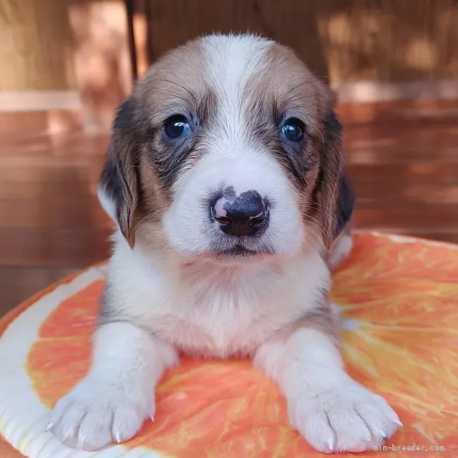 ID:2109-01396の子犬