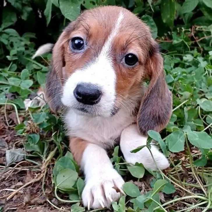ID:2307-05616の子犬