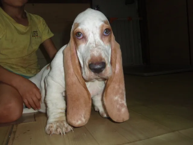 ID：1604-00172の子犬
