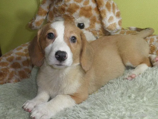 ID:1807-02631の子犬