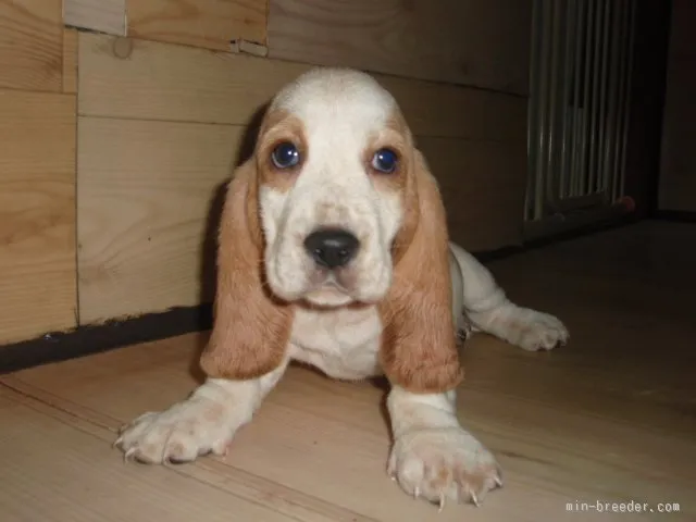 ID：1509-00362の子犬