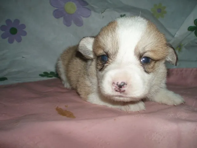 ID：1206-00084の子犬