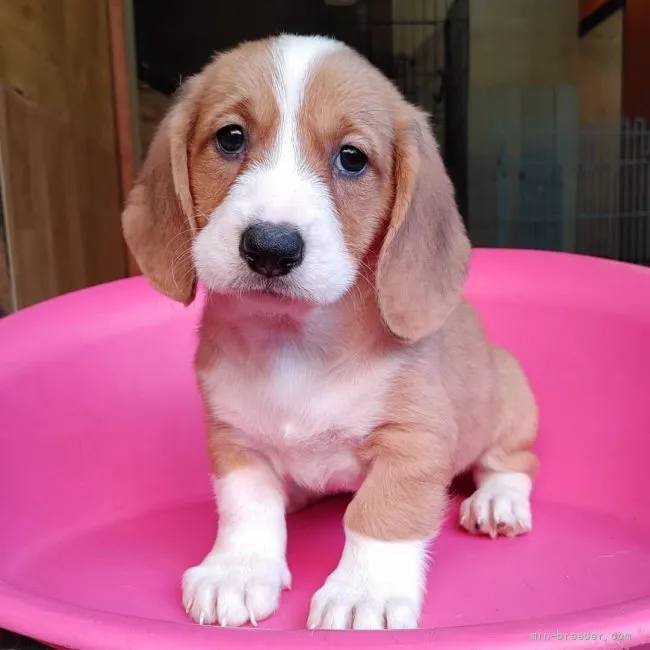 ID:2109-01399の子犬