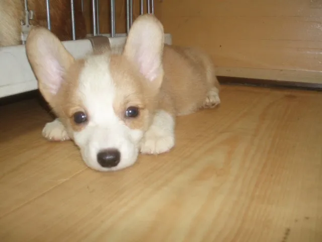 ID:1306-00917の子犬