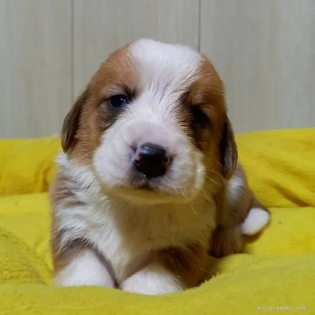 ID:2102-02135の子犬