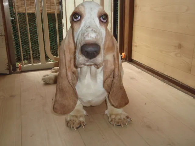 ID:1603-01217の子犬