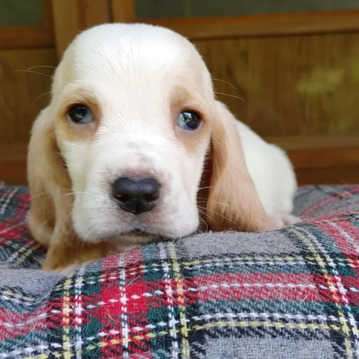 ID:2205-00807の子犬