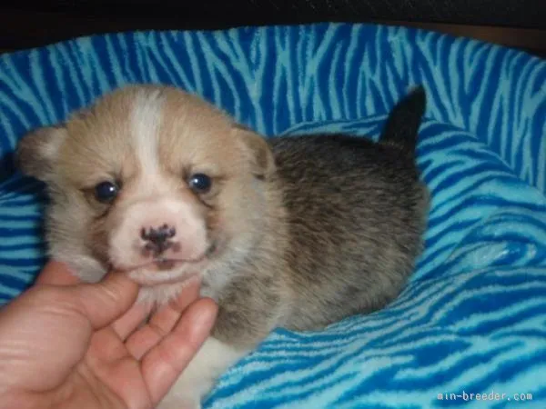 ID：1512-01526の子犬