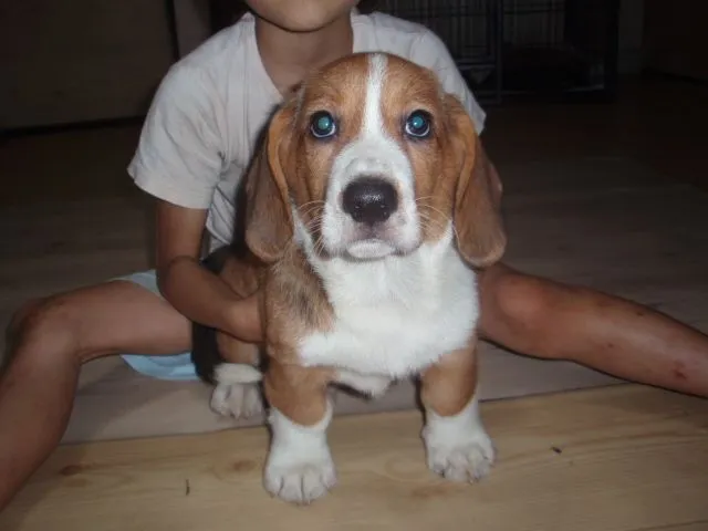ID：1407-00648の子犬