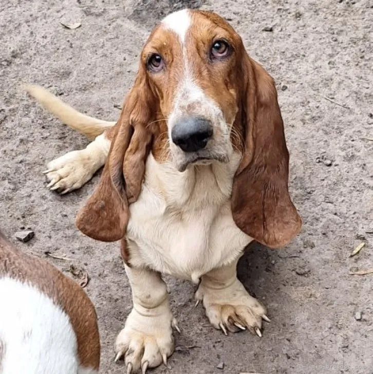ID：2303-02945の子犬