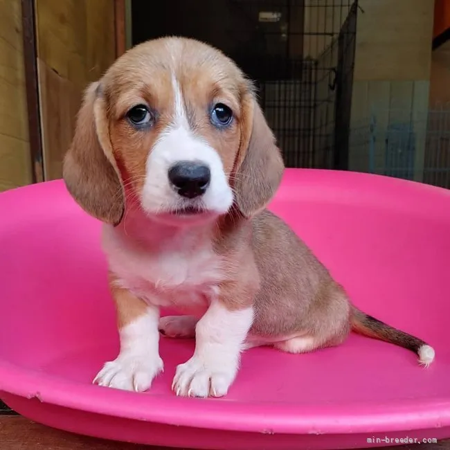 ID:2109-01397の子犬