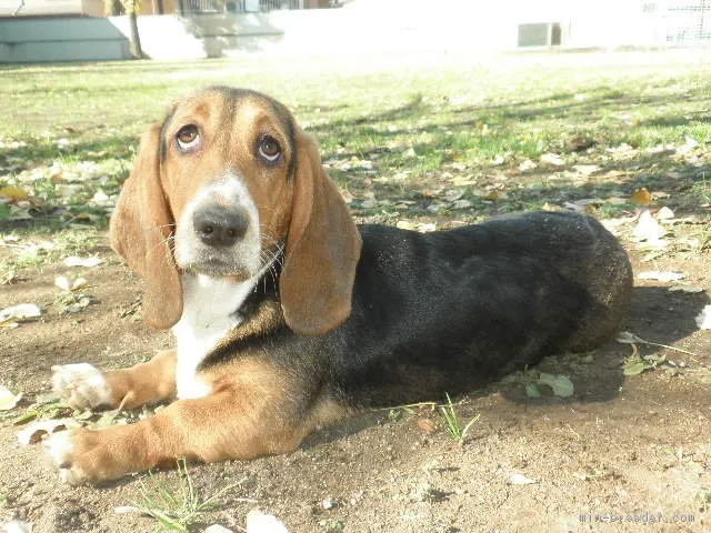ID:1706-02208の子犬