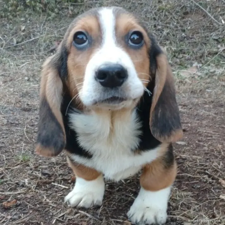 ホークヒル 様のお迎えした子犬