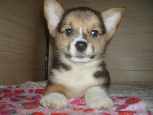 ID：1401-00605の子犬