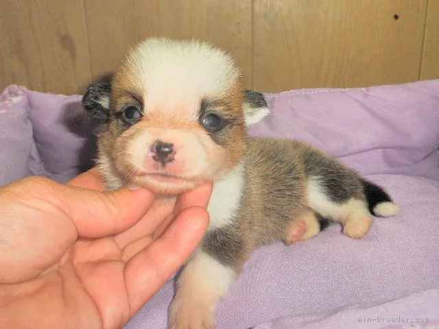 ID:1706-02288の子犬