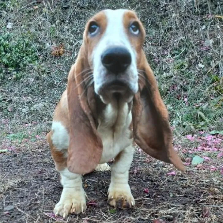 ID:2207-03209の子犬