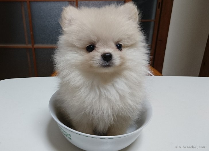 西山　政樹(にしやま　まさき)ブリーダー(福岡県・ポメラニアン・JKC登録)の紹介写真2