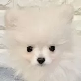 ポメラニアン