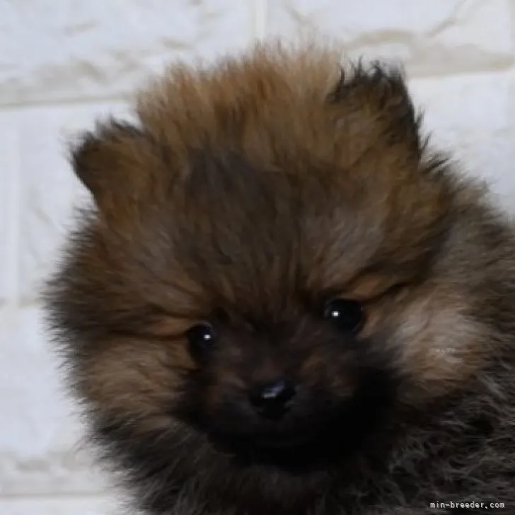 ID:2311-04223の子犬