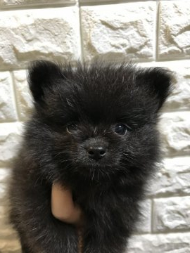 ポメラニアン【福岡県・男の子・2019年8月30日・ブラック】の写真「とても元気で人懐っこいです★」