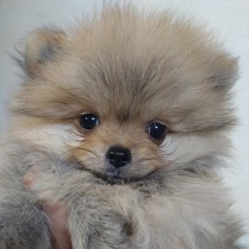 ポメラニアン【福岡県・女の子・2022年11月26日・オレンジセーブル】の写真「モフモフ女の子です
おとなしく元気です
。」