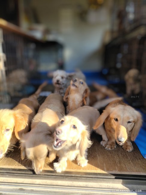 我が家の成犬達　みんな元気😍｜小倉　幸子(おぐら　こうこ)ブリーダー(埼玉県・ミニチュアダックスフンド(ロング)など・JKC登録)の紹介写真9