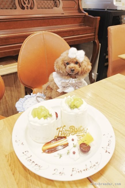 小倉幸子ブリーダーのブログ：アム君2歳💖