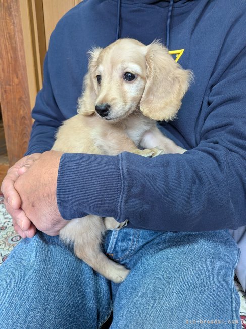 小倉幸子ブリーダーのブログ：お迎え😍