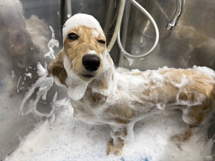 小倉幸子ブリーダーのブログ：ルカ君💖初めてのサロン