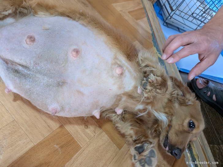 小倉幸子ブリーダーのブログ：セーラ間もなく出産😍