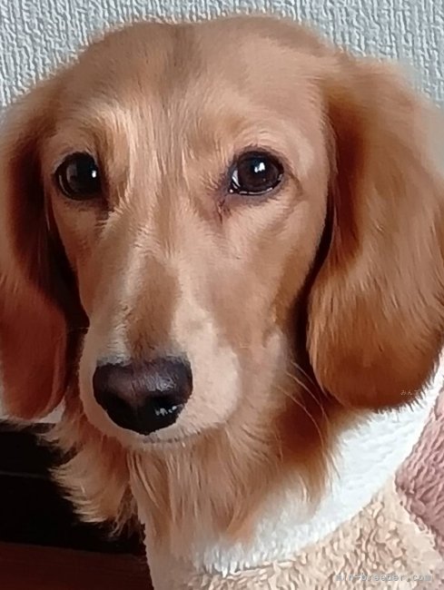 小倉幸子ブリーダーのブログ：２歳お誕生日レオン君😊