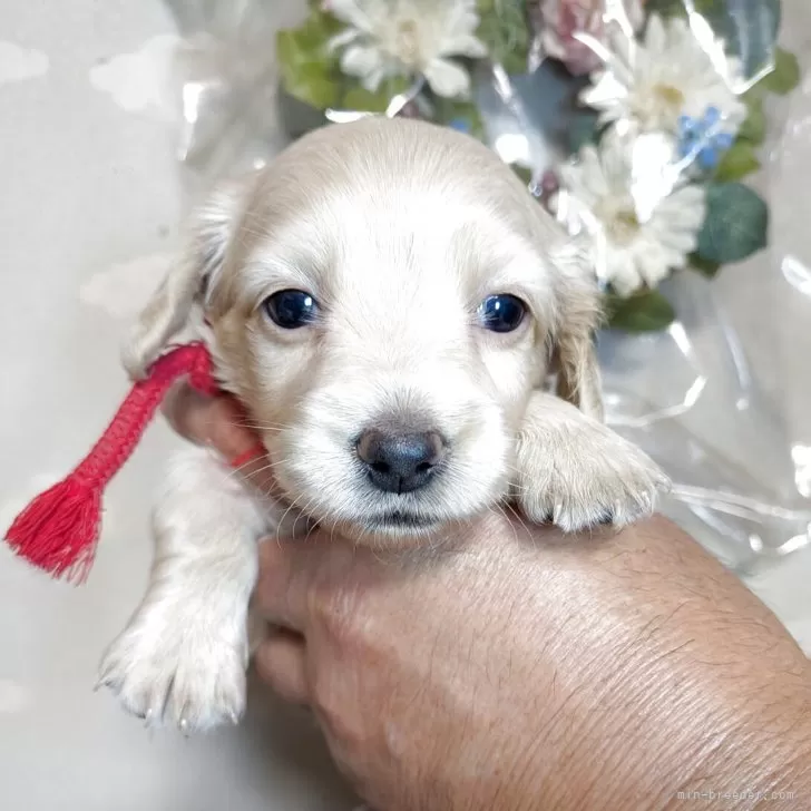ID:2509-04308の子犬
