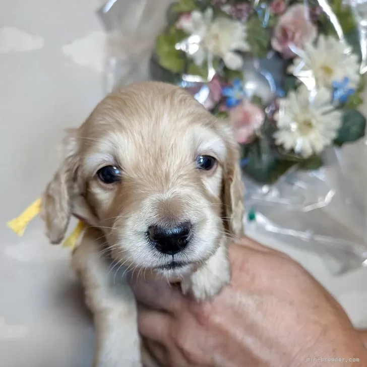 ID：2509-04311の子犬