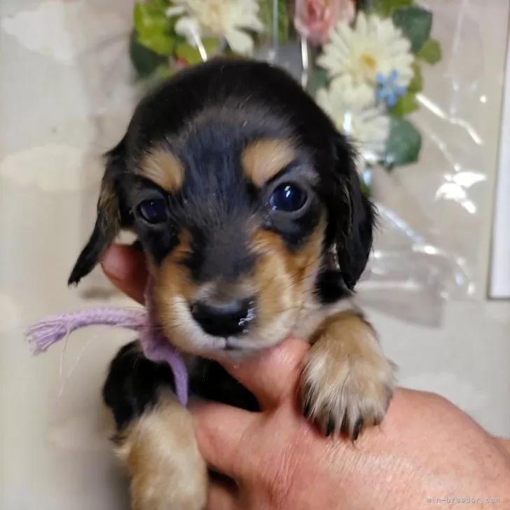 ID:2503-03604の子犬