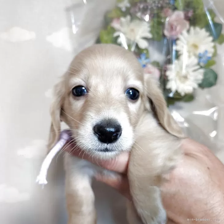 ID：2507-04031の子犬