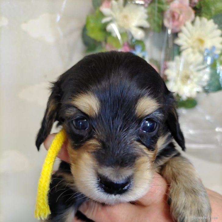 rara〜 ナッちゃん様 ご確認用 ダックスフンド