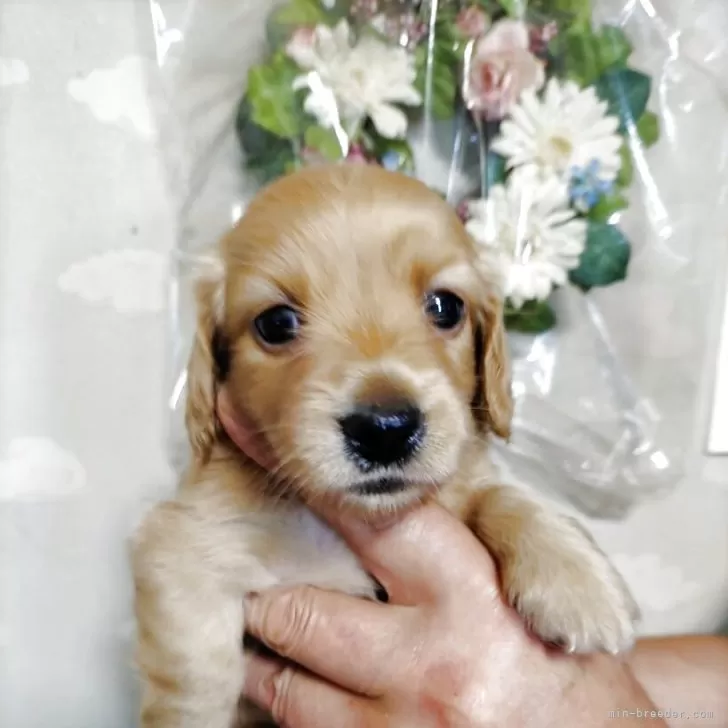 ID:2506-06685の子犬