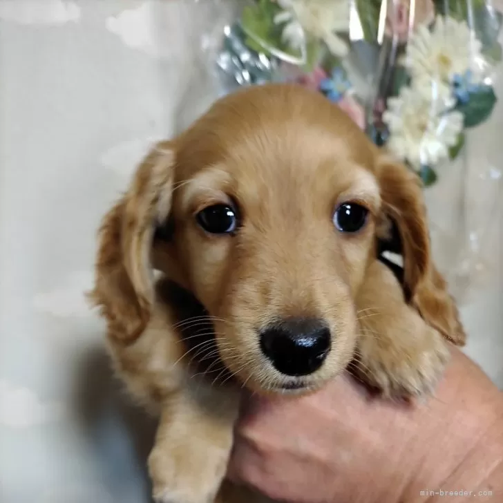 K.K 様のお迎えした子犬