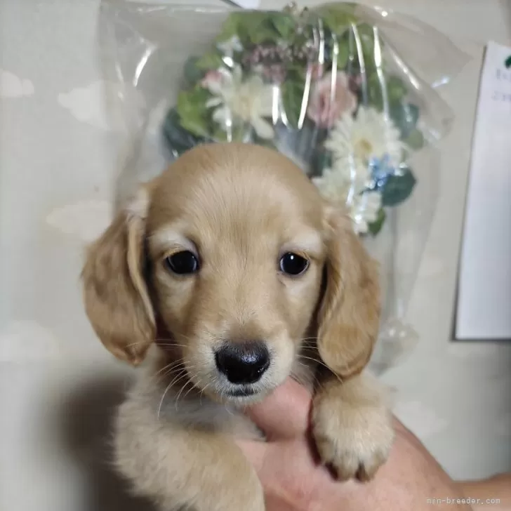 ID：2412-01500の子犬